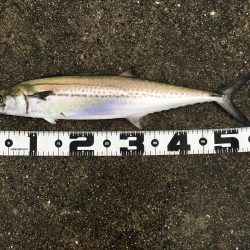 令和元年初日はポーアイで